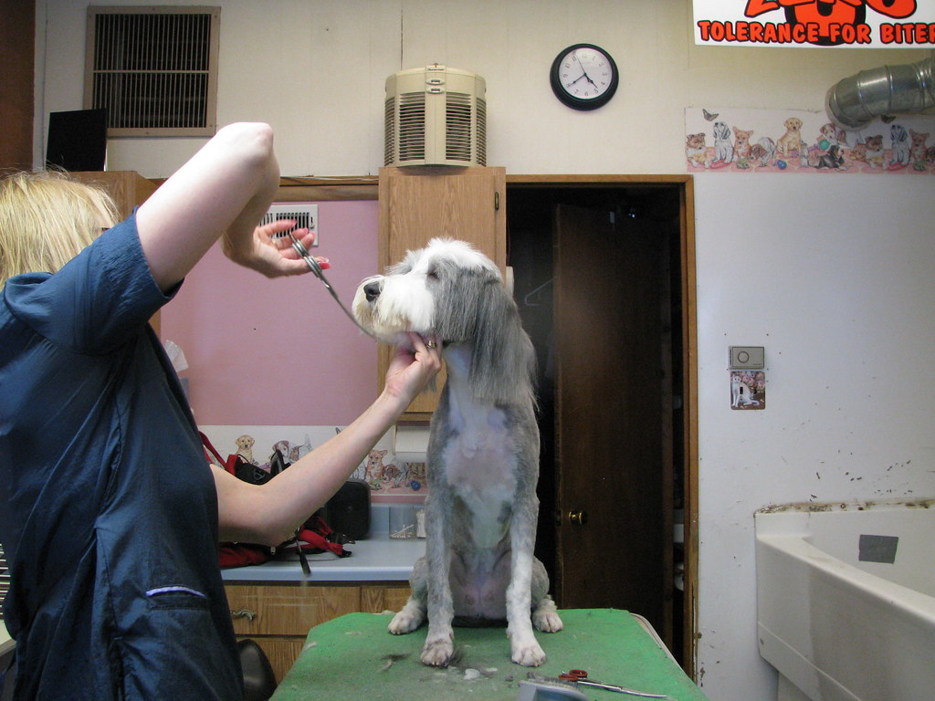 Jeanne's Dog Grooming Amy fricano Flickr