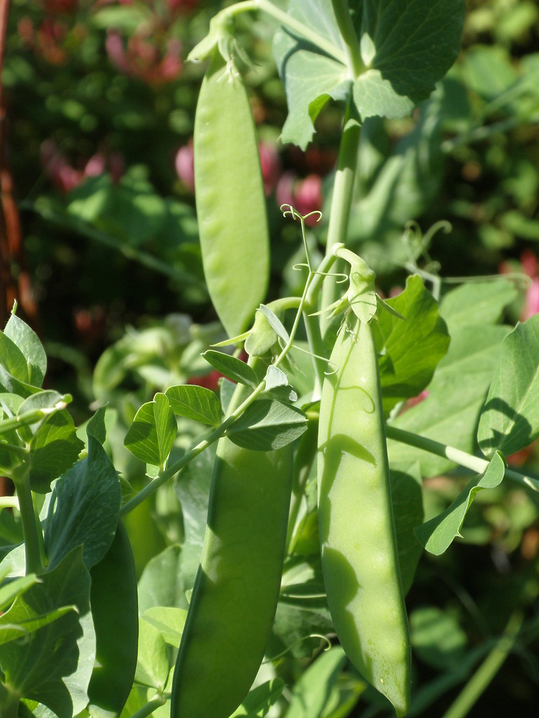 Snow Peas I've grown them amongst the flowers this year...… Flickr