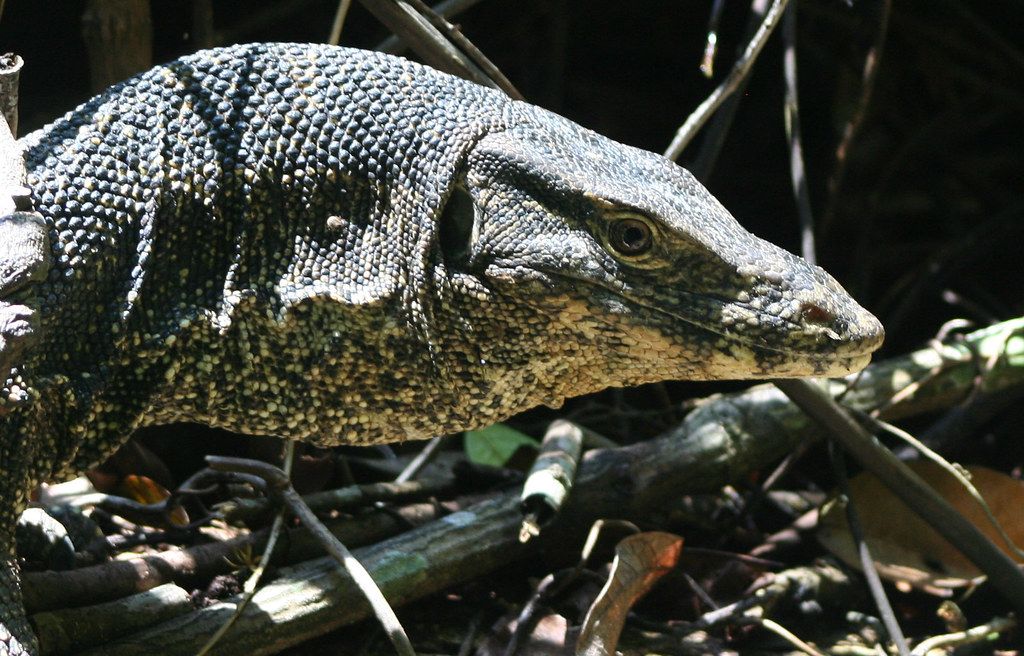 Komodo Dragon well actually a water monitor (varanus sal