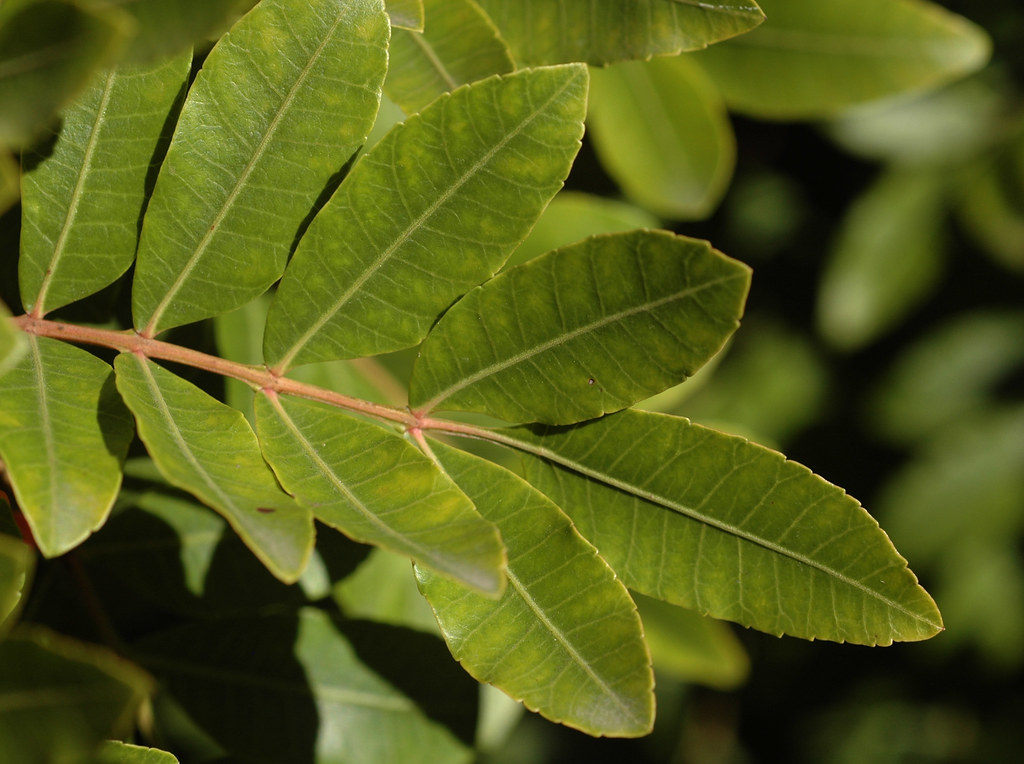 leaf pinkish rachis flattened and ribbed … Flickr