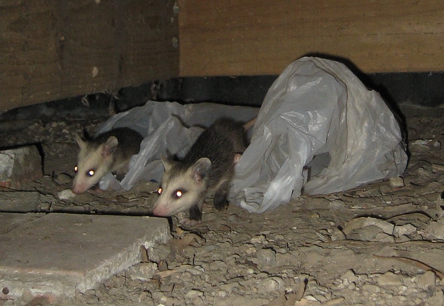 Bed bug defense, how can i get rid of rats under my deck, best fruit