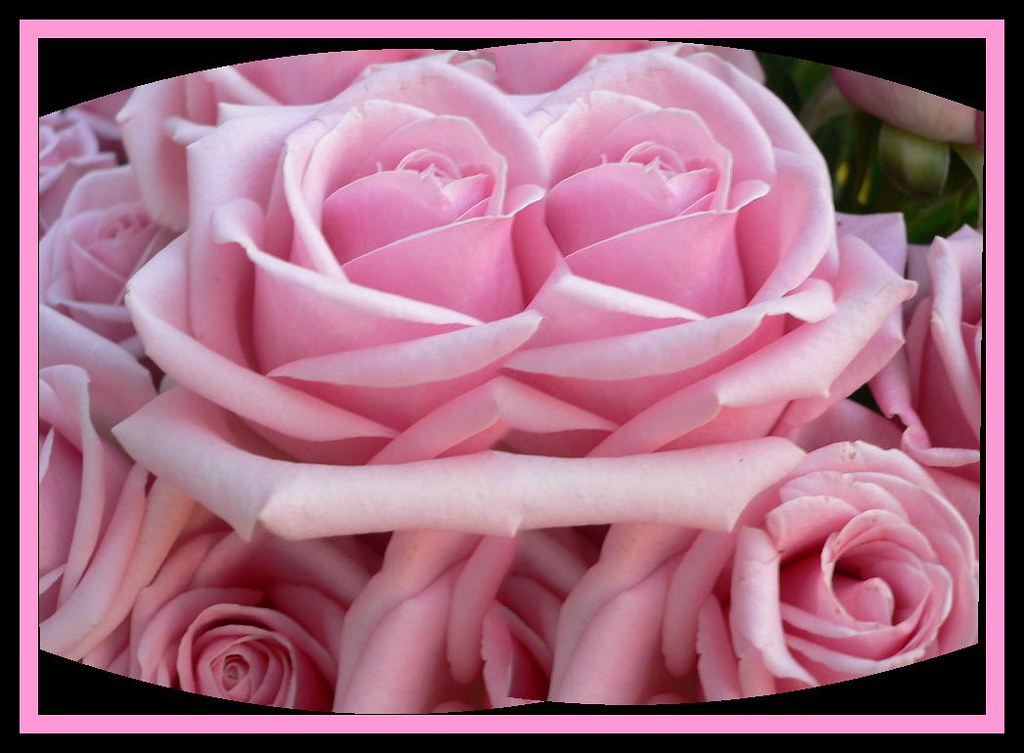 My beautiful flower You are my flower you are my sweet sof… Flickr