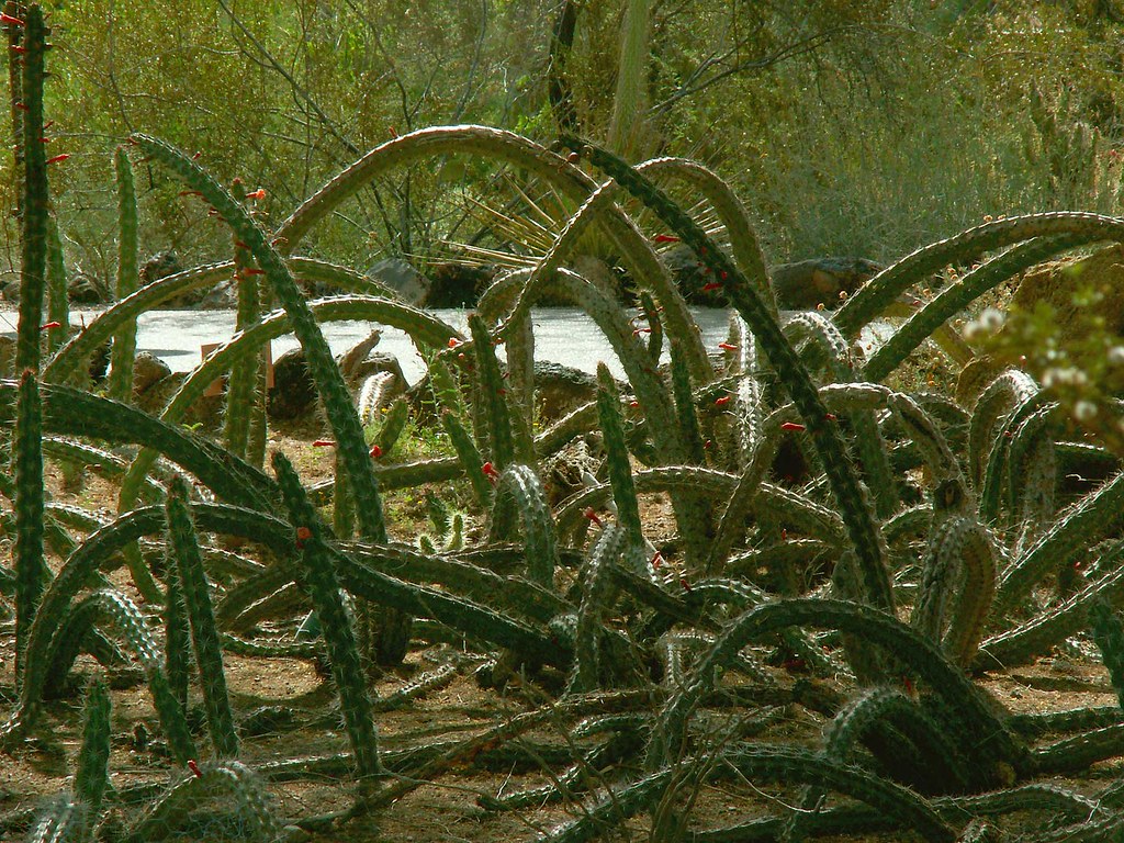 Octopus Cactus At the Desert Botanical Gardens, a massive … Flickr