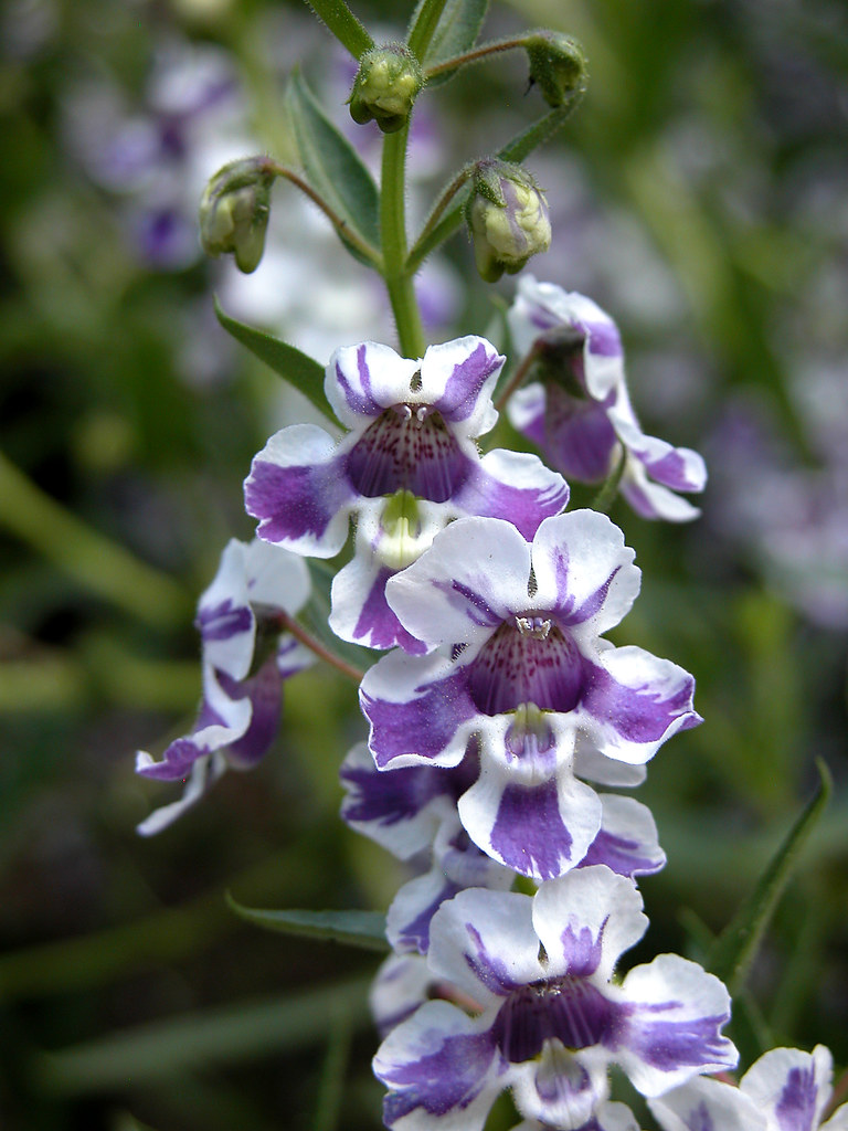 Angelonia angustifolia 'AngelMist Purple Stripe' Carl Lewis Flickr