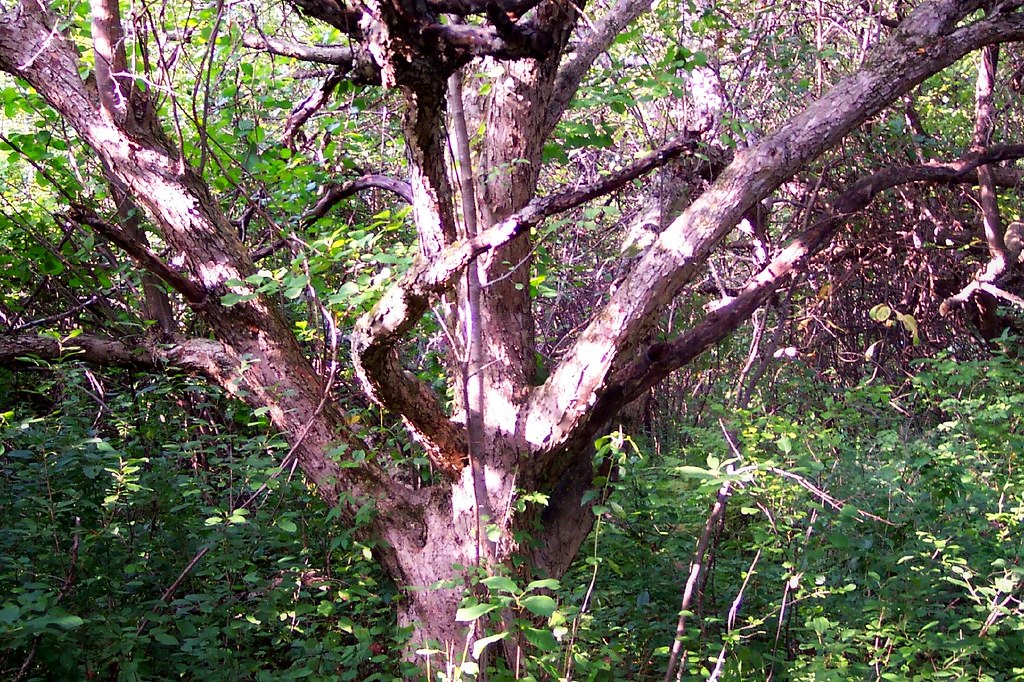 Arcadia Tree 2 Lori Holderb Flickr