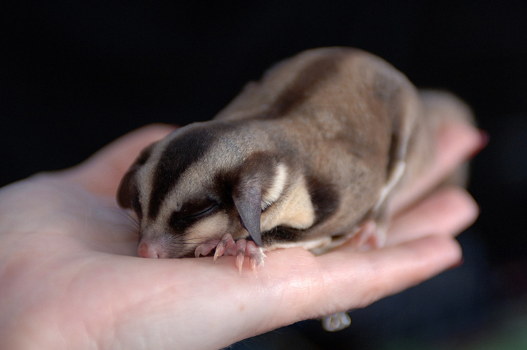 A Sleeping Sugar Glider Johnny Cash, a fullgrown pocket p… Flickr