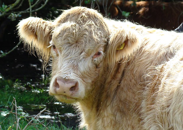 Fluffy Cow Flickr Photo Sharing!