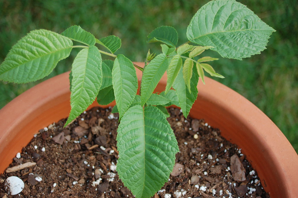 black walnut seedling blogged megrje Flickr