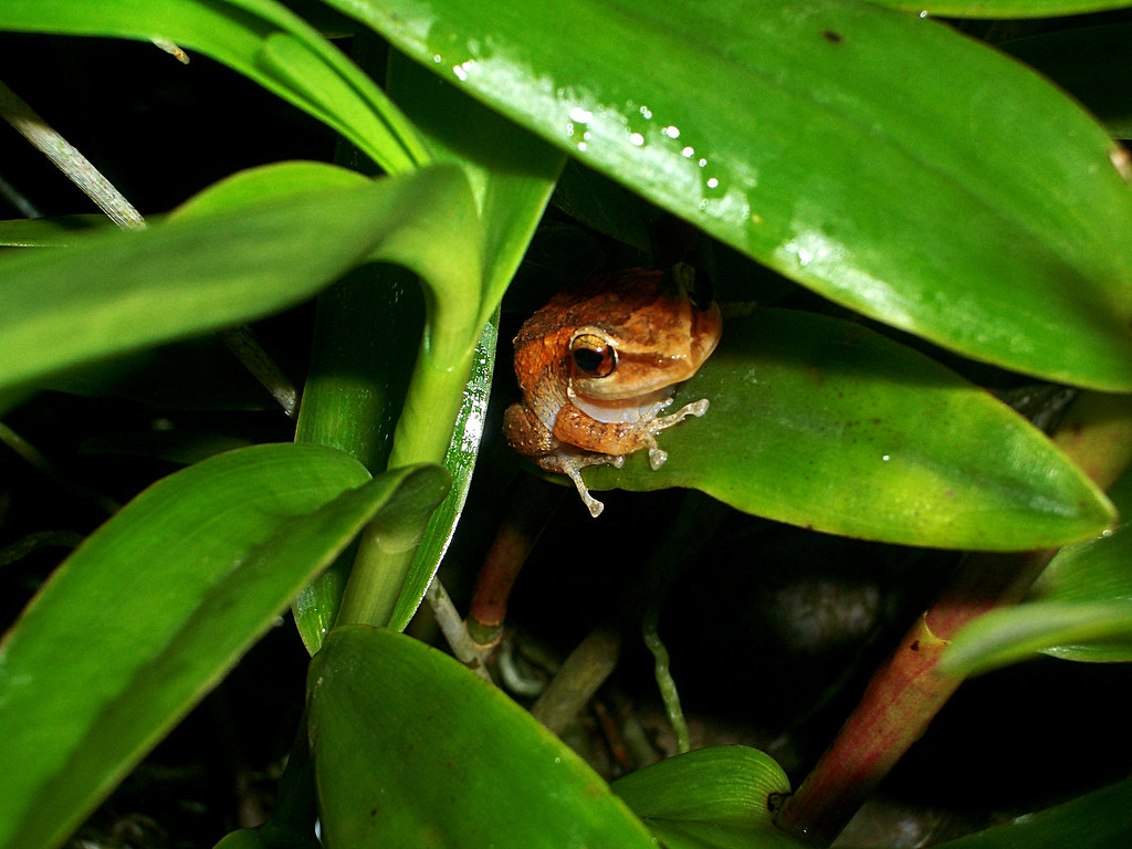 El Coquí of Puerto Rico He was a bit sneaky, but I was abl… Flickr