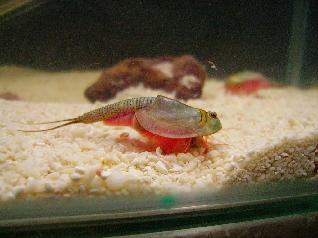 Triops longicaudatus What I call the 'short form' of T.lon… Flickr