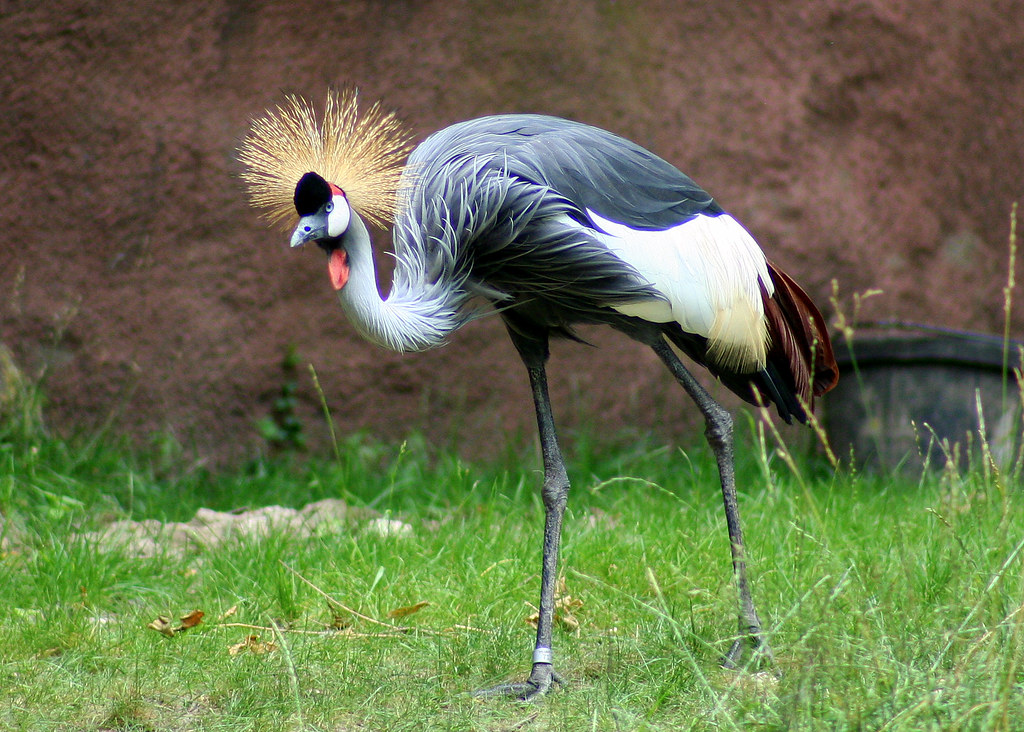Fluffyheaded Bird Mind the technical description there Lee