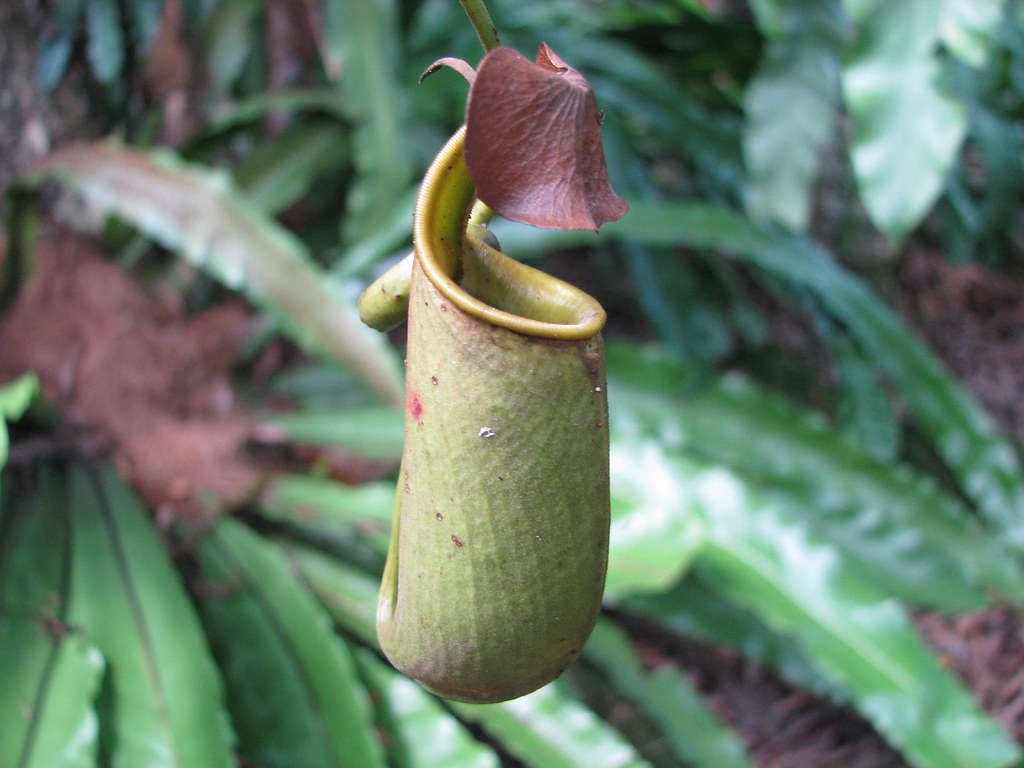 Pitcher Plant Nepenthes "Monkey Cup" Pitcher Plant. Ne… Flickr