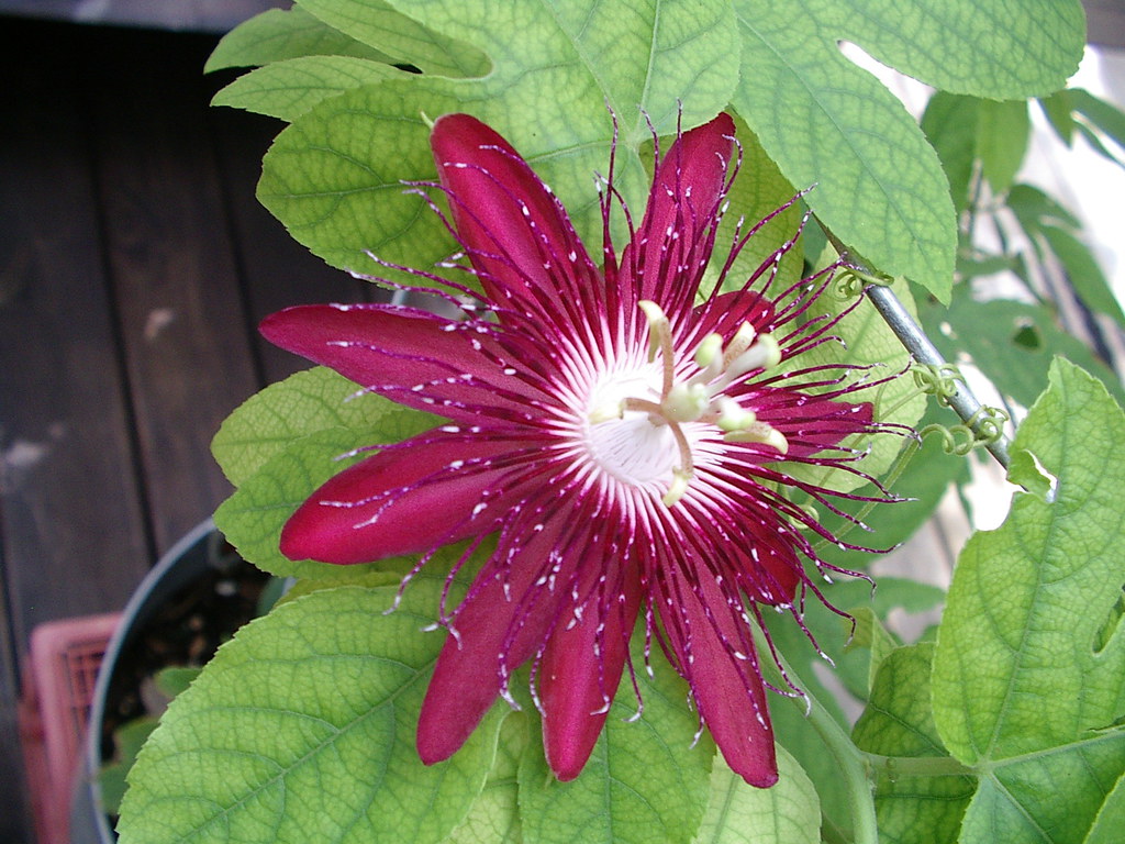 RED PASSION FLOWER Red passion flower in our greenhouse GASTON (aka