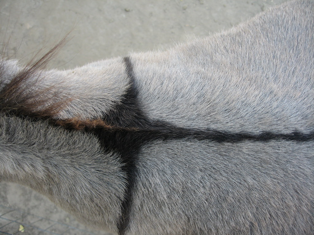 Donkey's back with cross symbol Kim Flickr