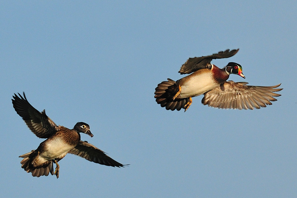 WOOD DUCKS LANDING IN THE MORNING SUN Lake Jackson at Thre… Flickr