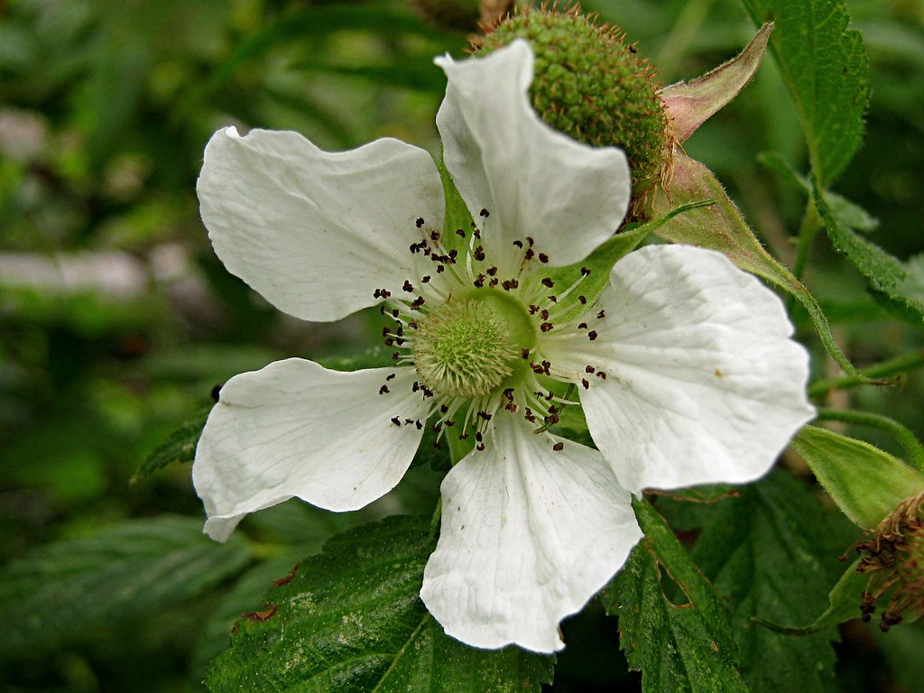 Rubus rosifolius Native Raspberry Flower The rather att… Flickr