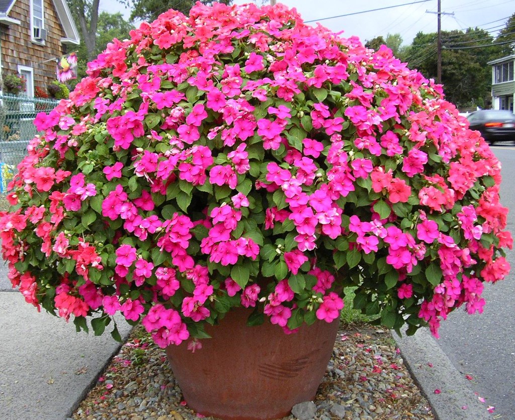 Impatiens Pot A big pot overflowing with impatiens outside… Flickr