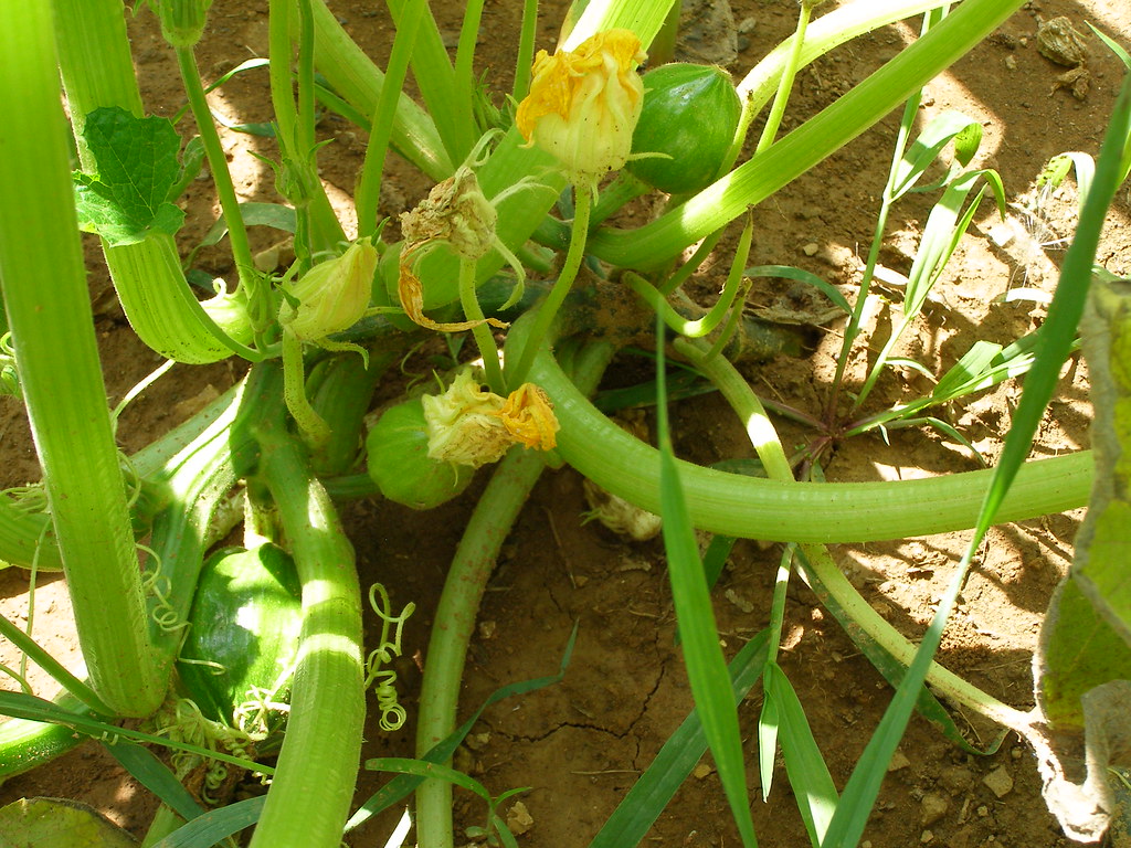 AcornSquash Acorn squash plant with 3 baby squash dfm1018 Flickr