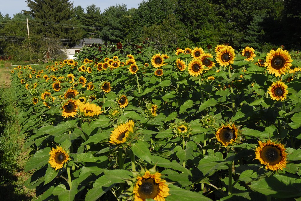 Sunflowers ready for cutting Over the past few years we ha… Flickr