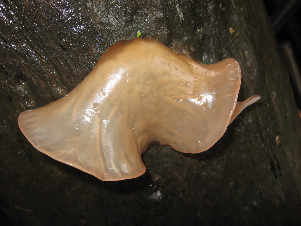 Cloud Ear fungus Auricularia auriculajudae (syn. Auricula… Flickr