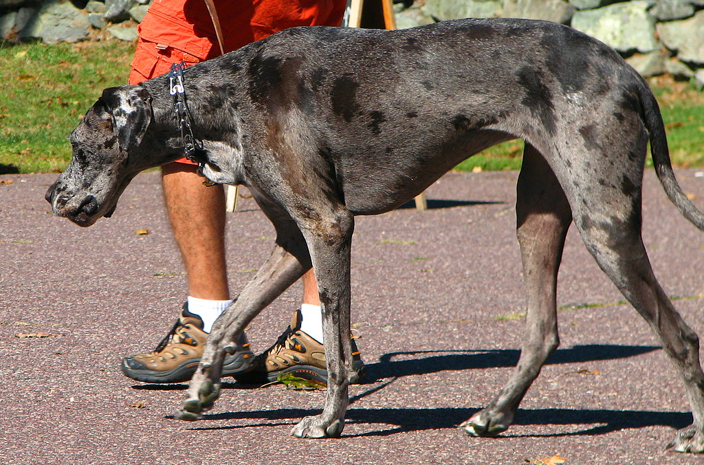 Blue merle Great Dane at Larz Anderson jude Flickr