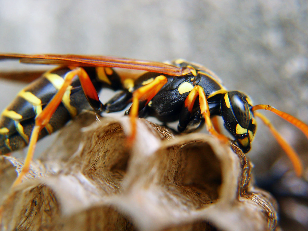Paper Wasp Queen Polistes chinensis antennalis Japanese na… Flickr