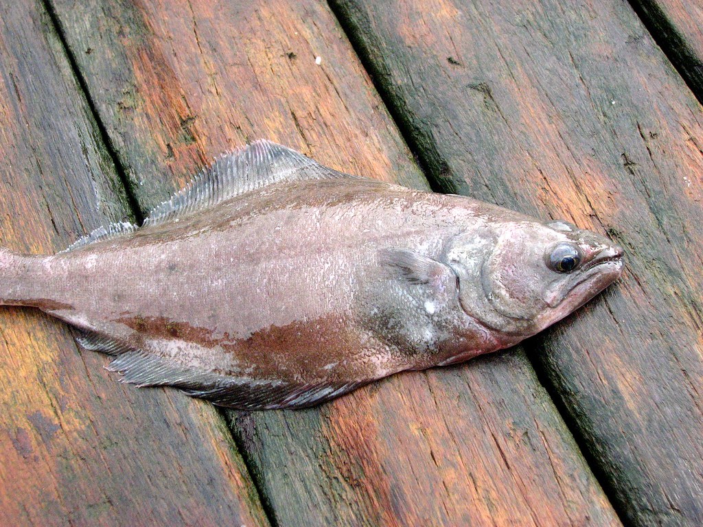Arrowtooth Flounder (Atheresthes stomias) Gulf of Alaska. … Flickr