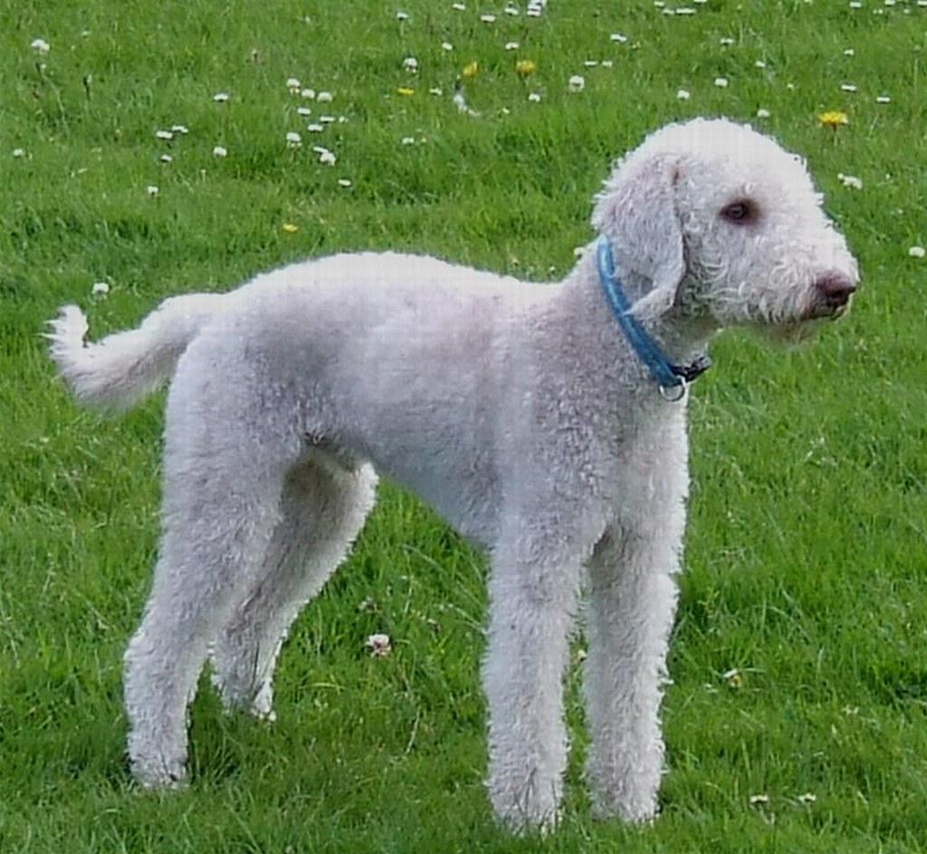 THIS IS GLEN A REALLY BIG POWERFULL BEDLINGTON TERRIER PUP… Flickr