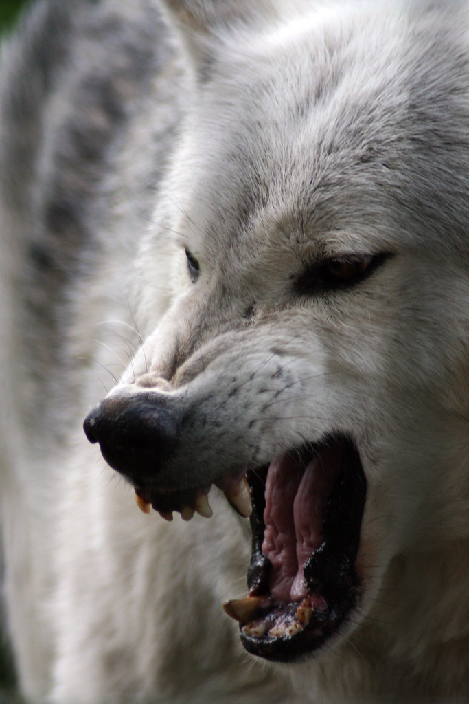 Snarling Timberwolf The Alpha male, and he won't share his… Flickr