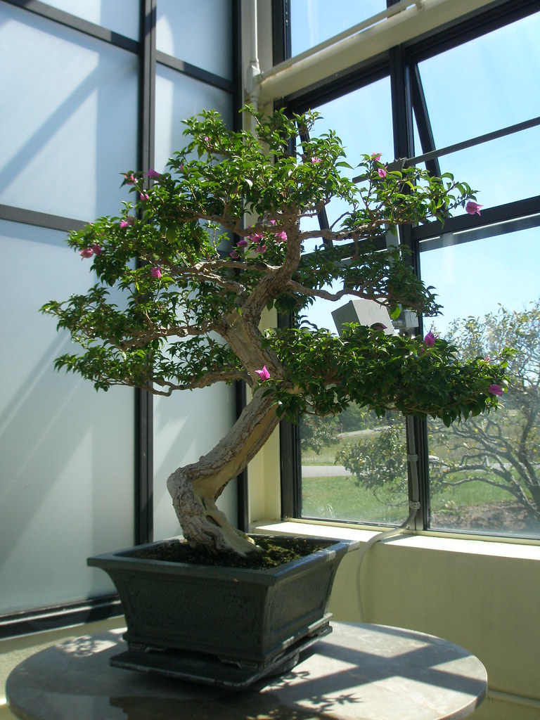 Bougainvillea Bonsai In training since 1985 Used on wikipe… Flickr