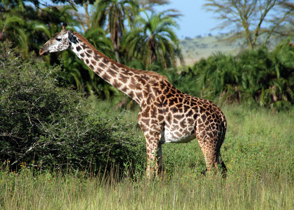 pregnant giraffe in the Serengeti National Park original i… Flickr