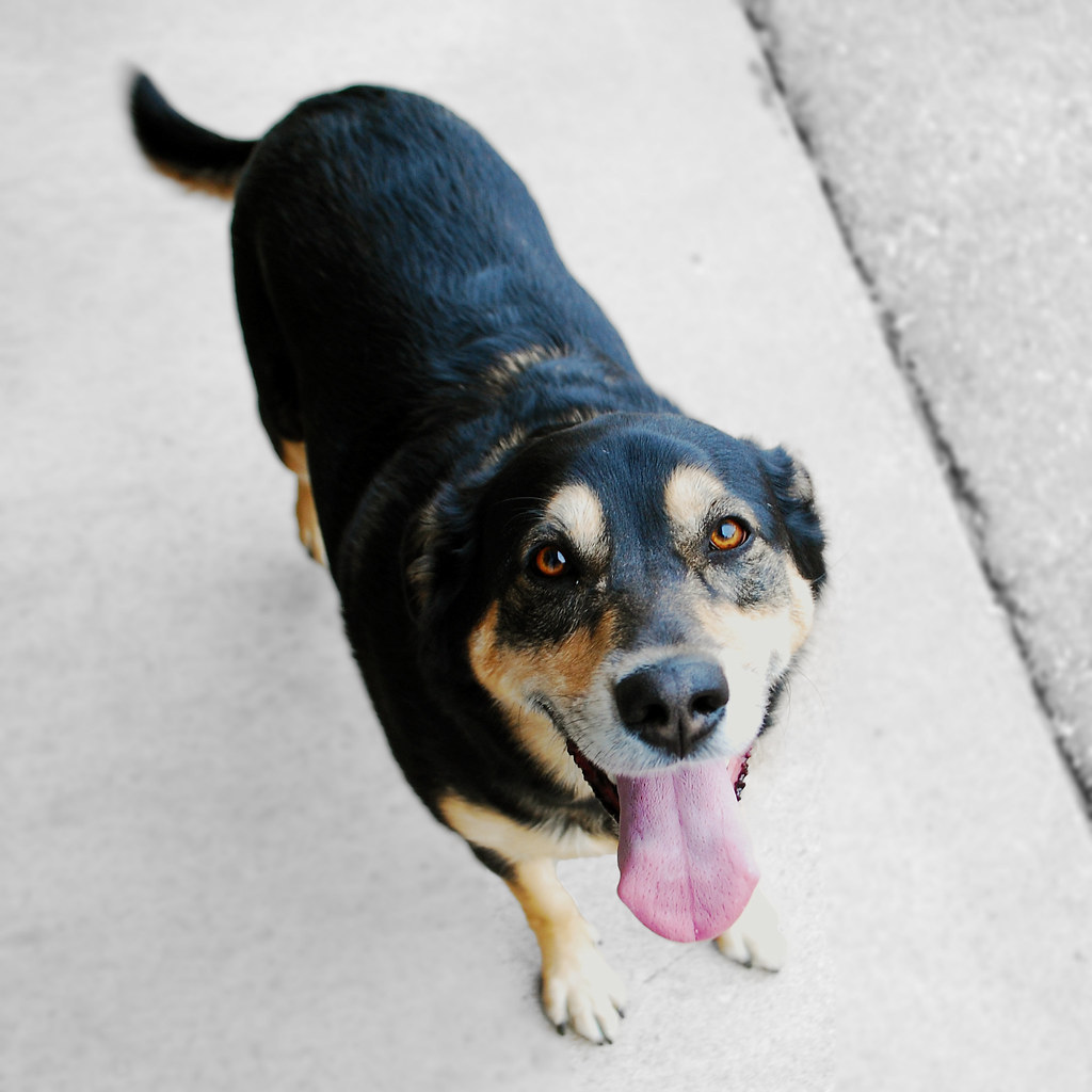 Australian Shepherd Black Lab mix Sophie Felicia