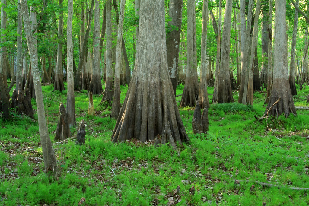 withlacoochee river swamp, south end of kettle island, jum… Flickr
