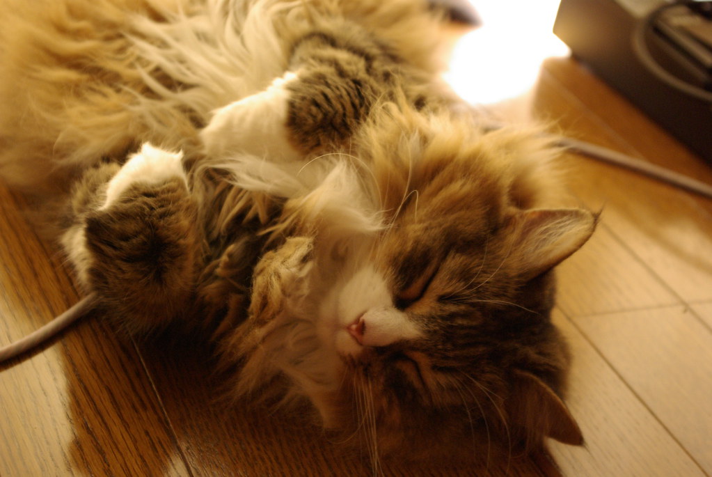 sleeping norwegian forest cat in my room mitsukuni Flickr