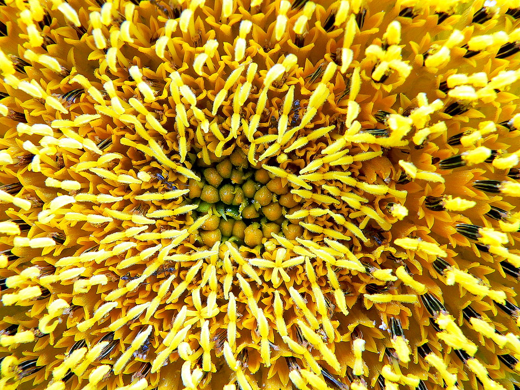 Sunflower Five Reproduction Ants and Sunflower and Pol… Flickr
