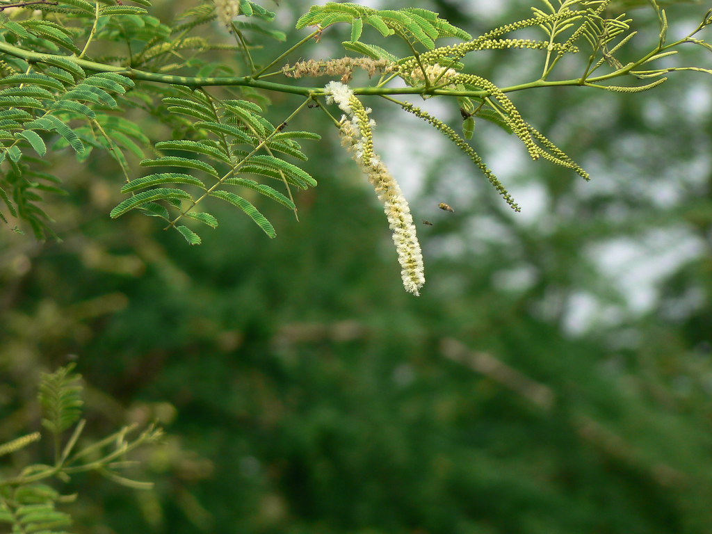 Acacia catechu Fabaceae (pea, or legume family) » Acacia