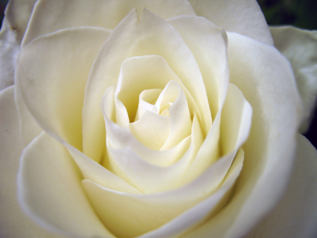White Rose another shot of that white rose. Illuminated Flickr