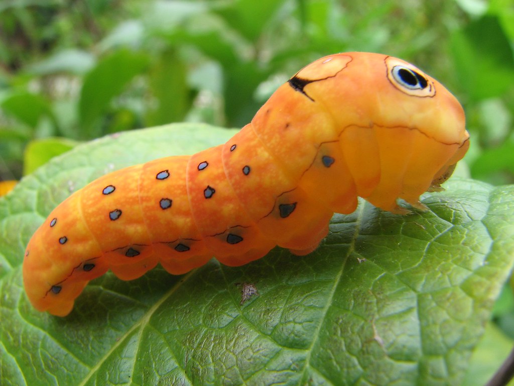Spicebush swallowtail caterpillar (Papilio troilus) Flickr