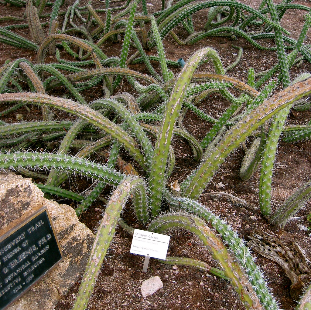 Octopus Cactus This is one of my favorite plants at the De… Flickr