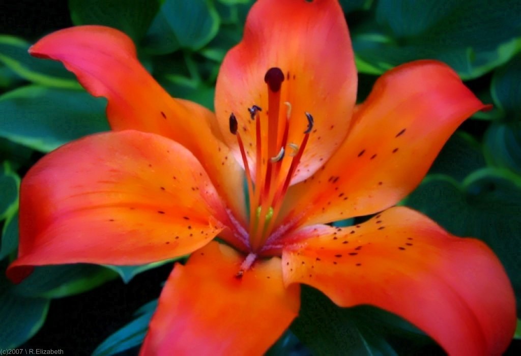.Tiger Lily. A closeup of a stunning Tiger Lily outside m… Flickr