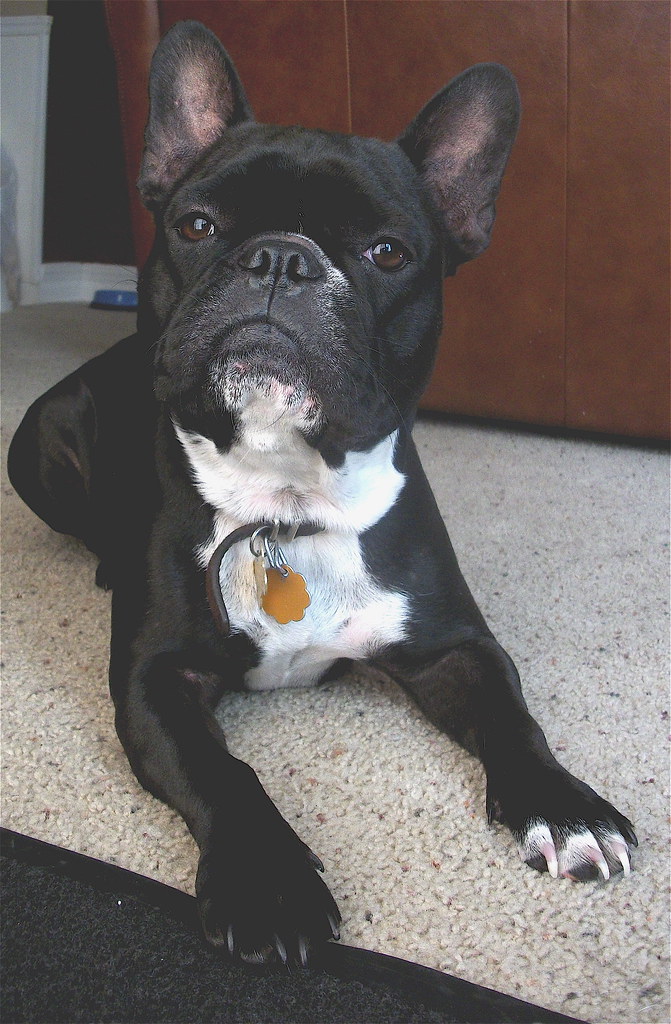 Black and white French bulldog (Kahla) janeizzy Flickr