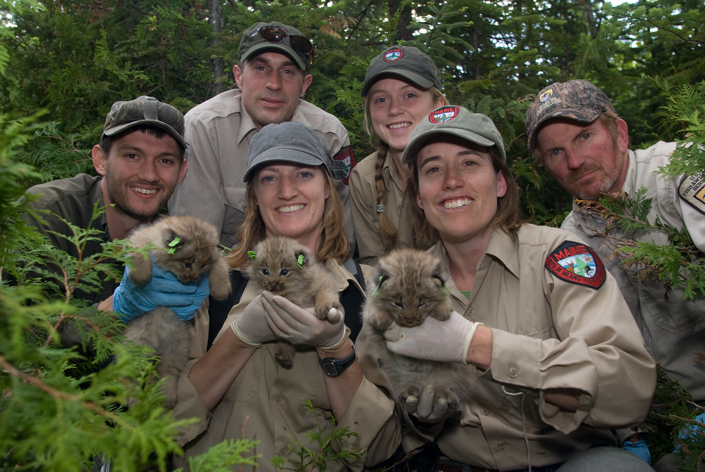 Lynx Project Team The team of wildlife biologists, student… Flickr
