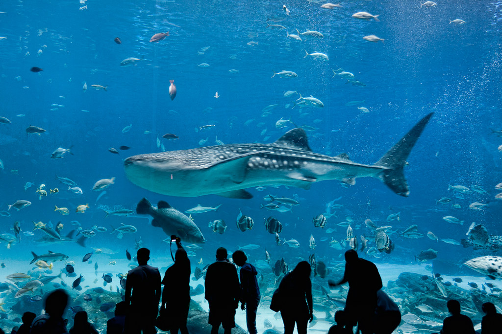 Whale shark at Aquarium Whale shark at Aqu… Flickr