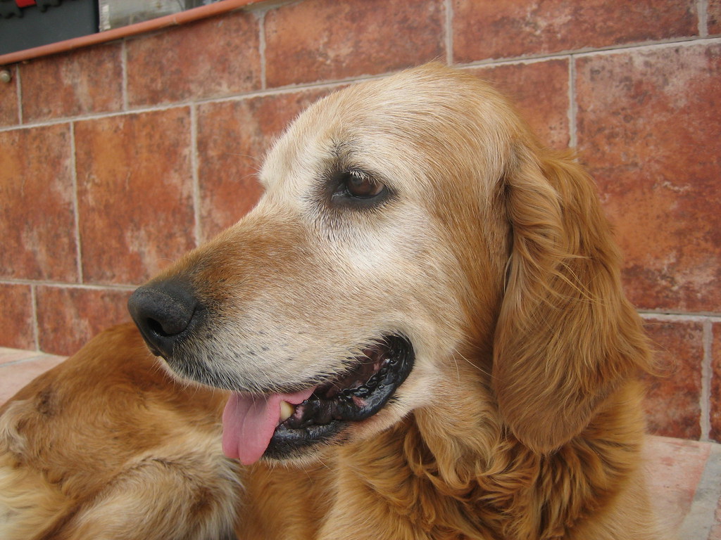 My Golden Retriever x Irish Setter Kim Kim's mother was a … Flickr