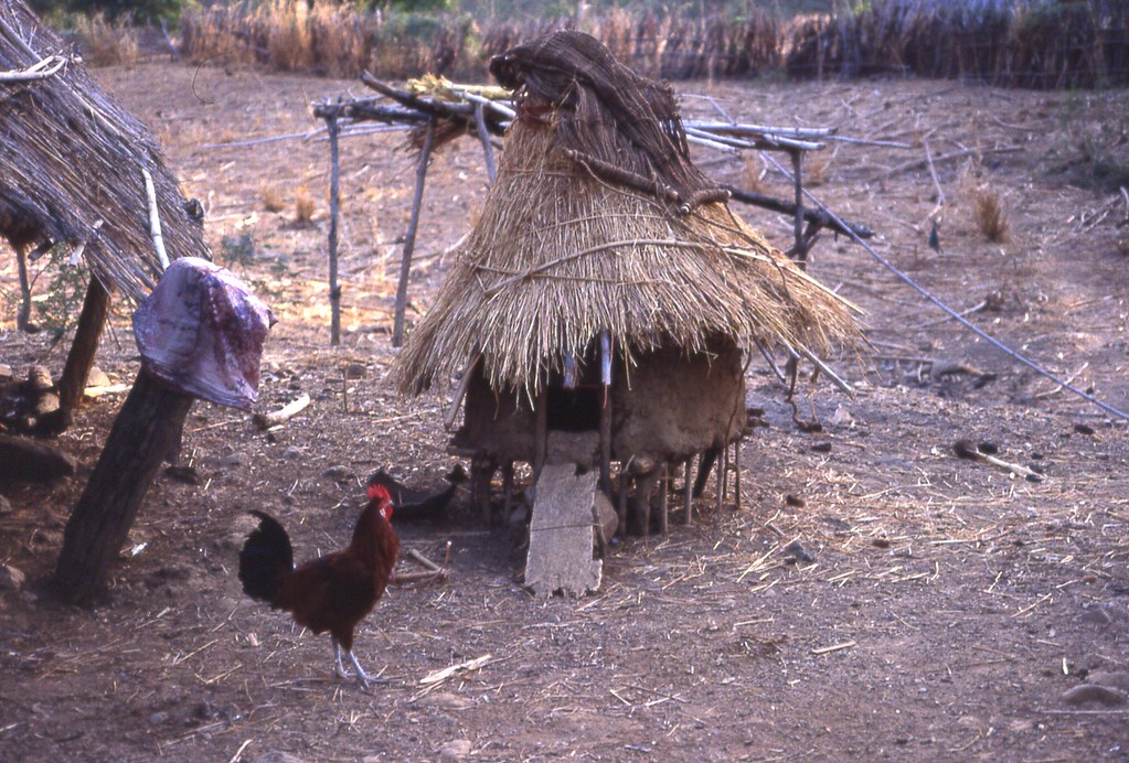 Chicken and chicken house, Southeast Sénégal (West Africa)… Flickr