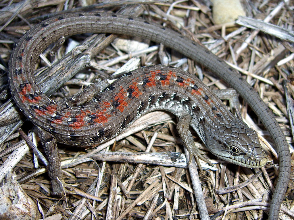 Southern Alligator Lizard. Elgaria multicarinata gray and … Flickr