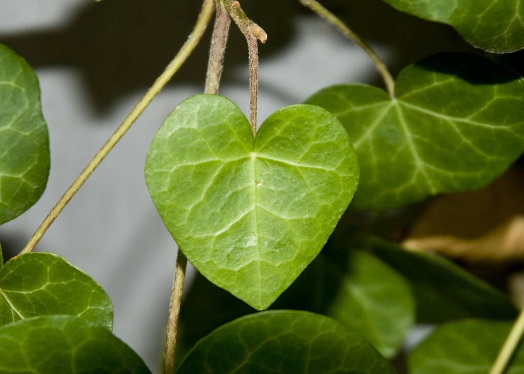 HeartShaped Leaf Heartshaped ivy leaf. Taken in Toronto,… Flickr