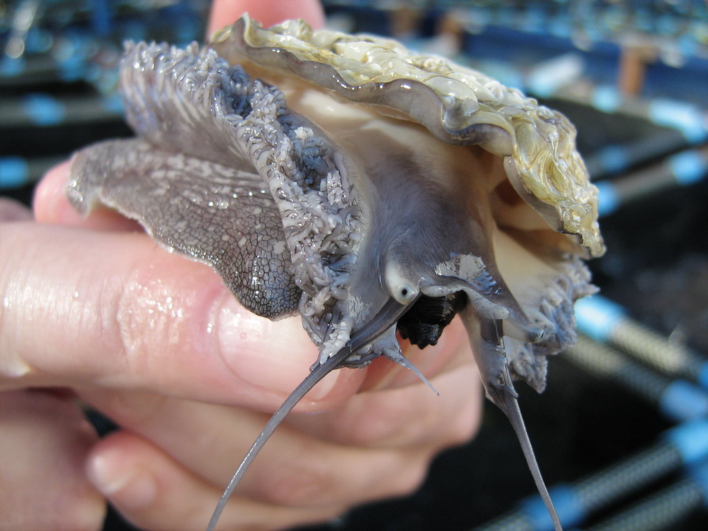 Abalone / Haliotis midae / Perlemoen adelle roux Flickr