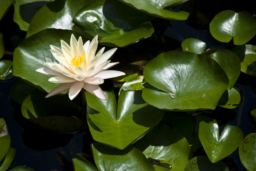 Water Lily A water lily found at the Zilker Botanical Gard… Flickr