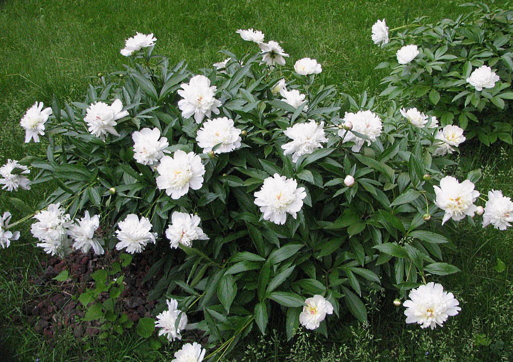 White Peony Bush The white peony bush in bloom in the fron… John Beebe Flickr